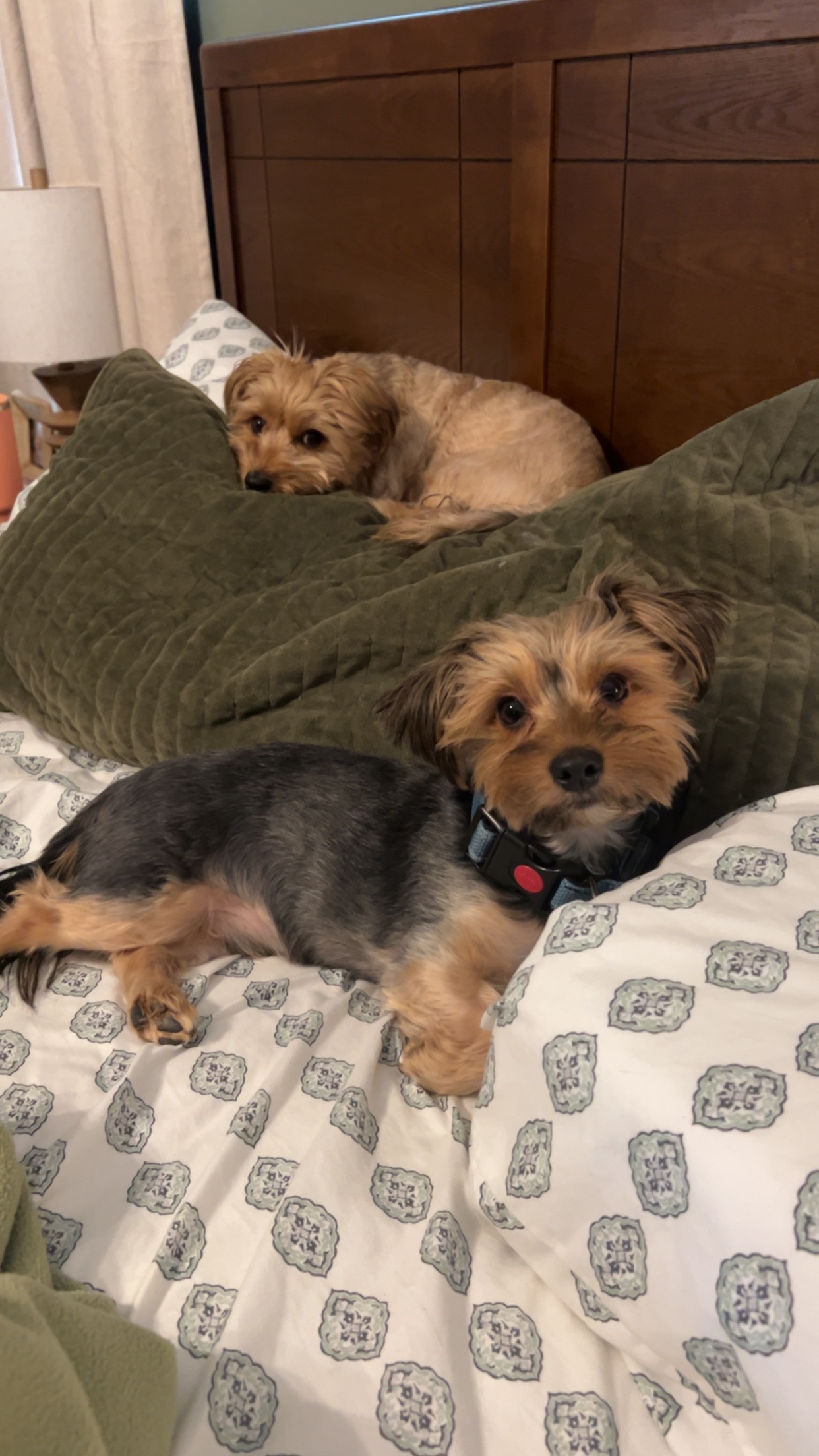 Mikayla-Dogs
